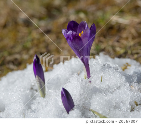 violet crocuses in snow 20367807