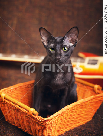 Black Oriental Shorthair Cat Portrait 20368465