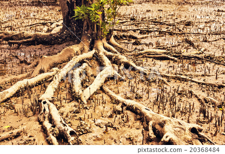 Thai Mangrove Swamp Thai Mangrove Swamp 20368484