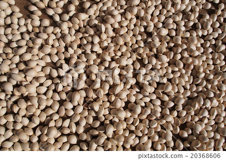Ginkgo seeds are drying 20368606