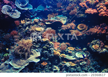 Tropical Aquarium with Small Fishes and Corals 20368617