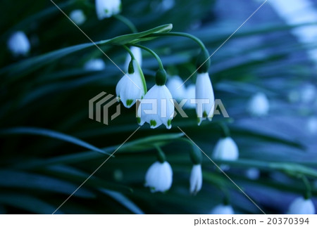 Snowflake Snowflake 20370394