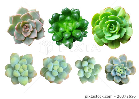 Succulent plant material 20372650