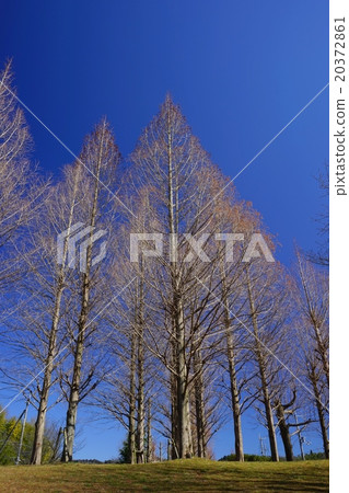 Coniferous trees in the park · Metasequoia winter waiting for spring 20372861