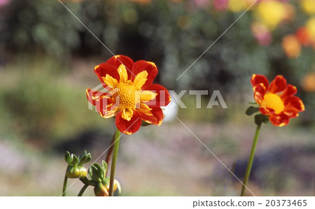 Dahlia Phu Dahlia Phu 20373465