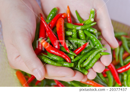 Woman hands holding fresh chili peppers 20377437