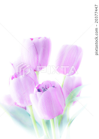 Tulip flowers high key abstract and soft color 20377447