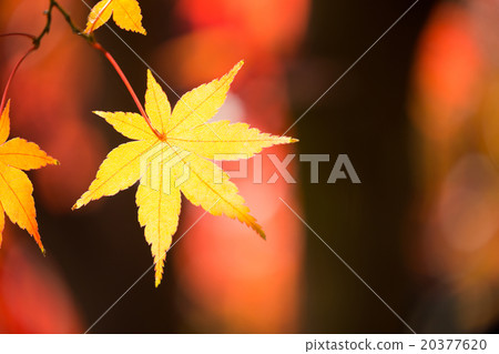 秋天美麗的葉子 20377620