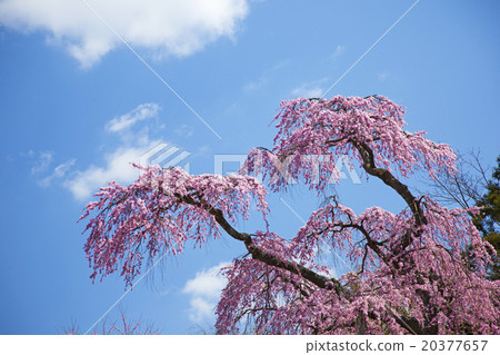 Cherry tree red lantern Jizo Zakura Miharu Taki cherry blossoms daughter 20377657