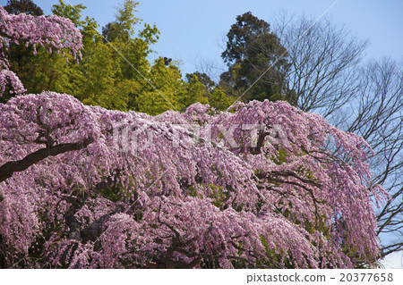 Cherry tree red lantern Jizo Zakura Miharu Taki cherry blossoms daughter 20377658