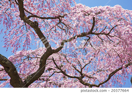 Cherry tree red lantern Jizo Zakura Miharu Taki cherry blossoms daughter 20377664