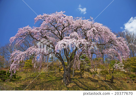 櫻桃樹紅發Zakura Miharu 20377670