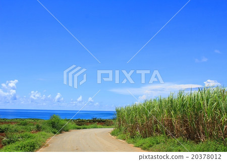 Miyakojima的甘蔗田和海的風景 20378012