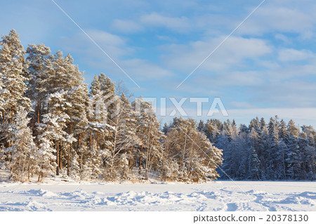 Frozen lake and snow covered forest Frozen lake and snow covered forest 20378130