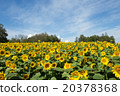 在北海道的向日葵領域 在北海道的向日葵領域 20378368