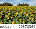 在北海道的向日葵領域 在北海道的向日葵領域 20378369