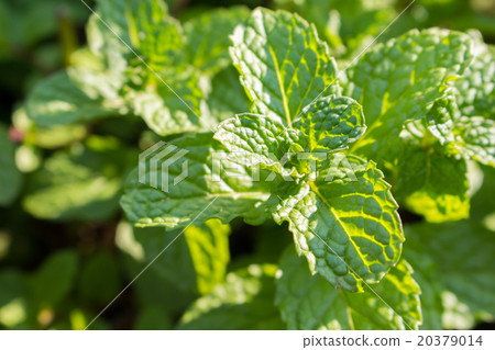close up vegetables and mint of farm close up vegetables and mint of farm 20379014