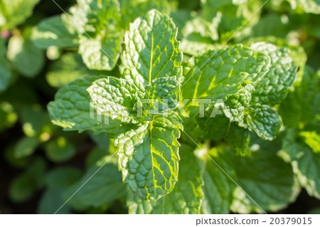 close up vegetables and mint of farm close up vegetables and mint of farm 20379015