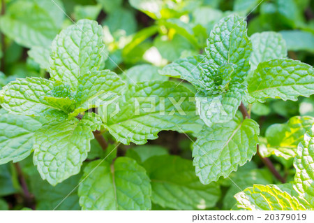 close up vegetables and mint of farm close up vegetables and mint of farm 20379019