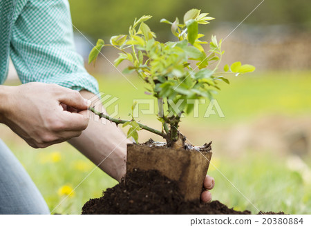 Young man planting in the garden Young man planting in the garden 20380884