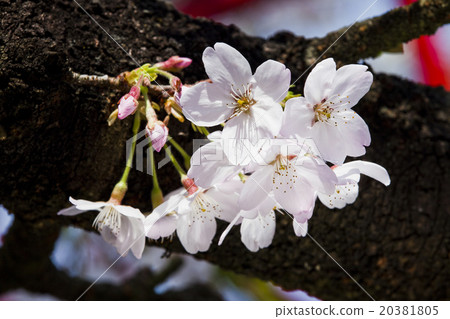 盛開的櫻花 20381805