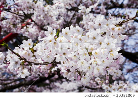 Blooming cherry blossoms Blooming cherry blossoms 20381809