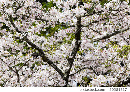 Blooming cherry blossoms Blooming cherry blossoms 20381817