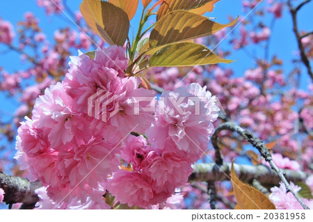 A beautiful pink cherry blossoms A beautiful pink cherry blossoms 20381958