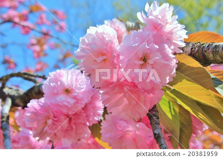 A beautiful pink cherry blossoms A beautiful pink cherry blossoms 20381959