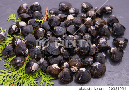 Shizen貝類 20381964