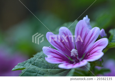 Xeniaoi Xeniaoi 20382135