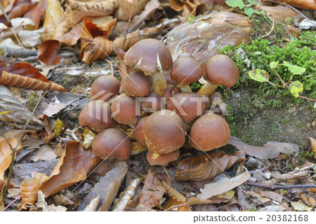 磚紅Hypholoma 20382168