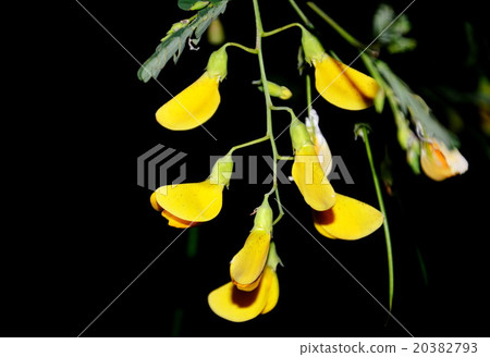 Sesbania flower in the night Sesbania flower in the night 20382793