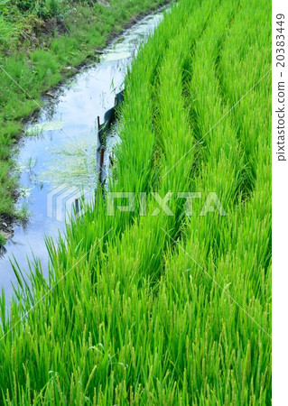 稻米生長夏天稻田 稻米生長夏天稻田 20383449