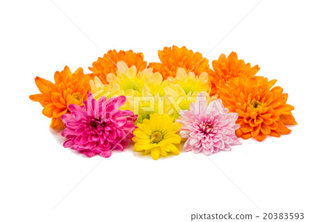 Chrysanthemum flower head 20383593