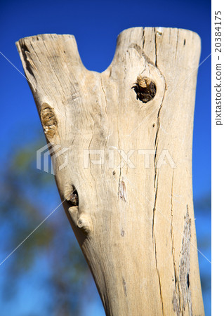 dead wood in the sky africa winter dead wood in the sky africa winter 20384175