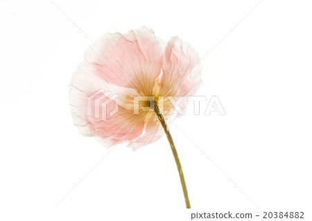 poppy on the white poppy on the white 20384882