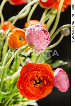 Colorful persian buttercup flowers (ranunculus) Colorful persian buttercup flowers (ranunculus) 20384884
