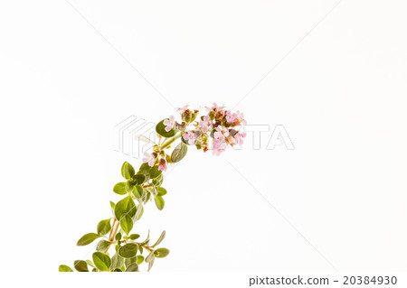 thyme flower thyme flower 20384930