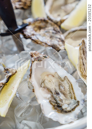 oysters oysters 20385232