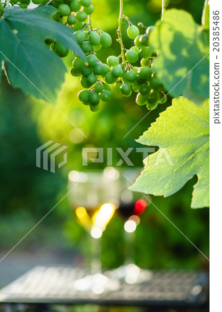 wine with grapes growing on the vineyard 20385486