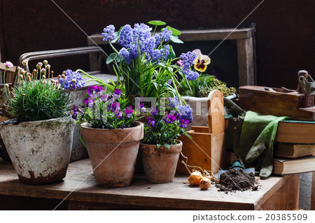 spring flowers 20385509