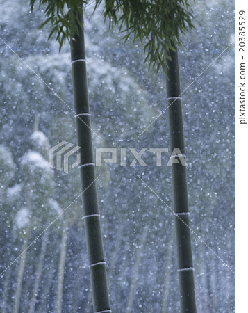 Snow falling bamboo grove 20385529