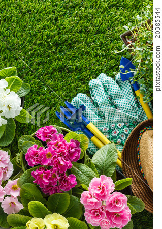 spring flowers 20385544