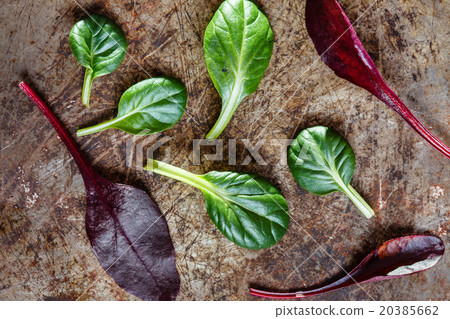 fresh salad leaves 20385662