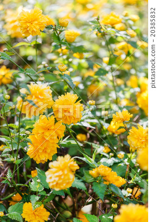 nice flowers 20385832
