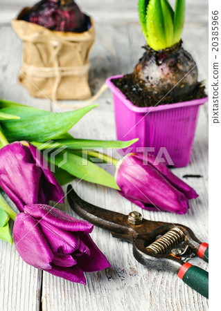 Still life with spring flowers Still life with spring flowers 20385966