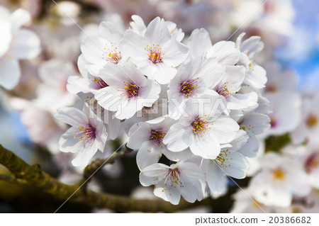 Blooming cherry blossoms Blooming cherry blossoms 20386682