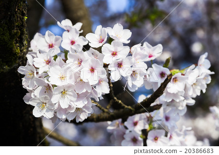 Blooming cherry blossoms Blooming cherry blossoms 20386683