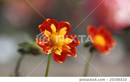Dahlia Phu Dahlia Phu 20386810